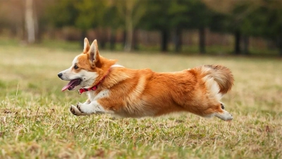 Pembroke Welsh Corgi Köpeği Özellikleri, Bakımı ve Karakteri