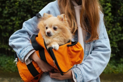 Pomeranian Köpek Irkı Özellikleri, Bakımı ve Beslenmesi