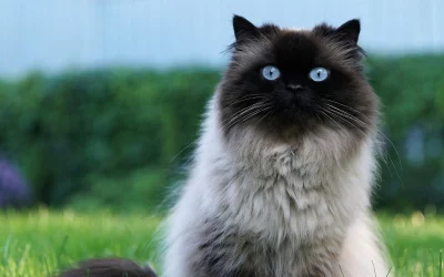 Ragdoll Kedisi Özellikleri, Bakımı ve Beslenmesi