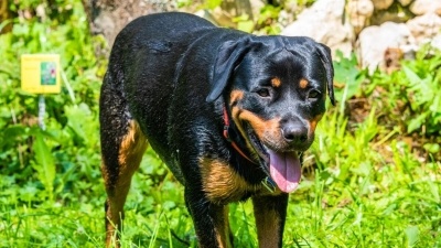 Rottweiler Özellikleri, Bakımı ve Beslenmesi