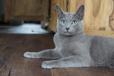 Russian Blue Kedisi Özellikleri, Bakımı ve Beslenmesi