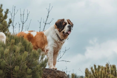 Saint Bernard Köpek Irkı Özellikleri, Bakımı ve Beslenmesi