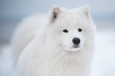 Samoyed Köpeği Özellikleri, Bakımı ve Beslenmesi