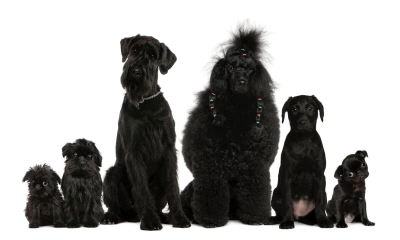 Siyah Köpek Cinsleri – Gücün, Zarafetin ve Sadakatin Simgesi 14 Köpek Irkı
