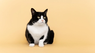 Smokin (Tuxedo) Kedisi Özellikleri, Bakımı ve Karakteri