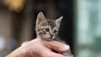 Sokaktan Kedi Sahiplenmek: Bilinmesi ve Dikkat Edilmesi Gerekenler
