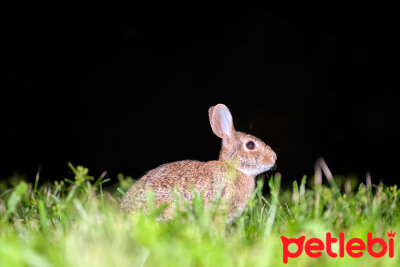 Tavşanlar Gece Görür mü?