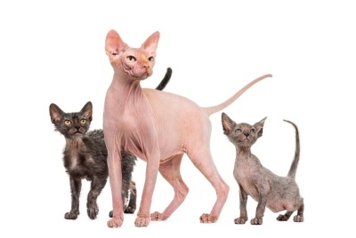 Sphynx'ten Çok Daha Fazlası: Tanışmanız Gereken Tüysüz Kedi Cinsleri