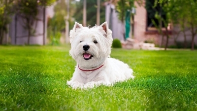 West Highland White Terrier Köpeği Özellikleri, Bakımı ve Karakteri