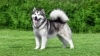 Alaska Malamute Köpeği Özellikleri, Bakımı ve Karakteri