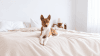 Basenji Köpeği Özellikleri, Bakımı ve Karakteri