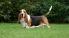 Basset Hound Köpeği Özellikleri, Bakımı ve Karakteri