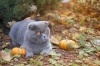 British Shorthair'inize Uygun Mama Seçimi İpuçları