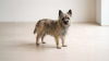 Cairn Terrier Köpeği Özellikleri, Bakımı ve Karakteri