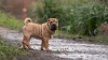 Çin Shar Pei Köpeği Özellikleri, Bakımı ve Karakteri