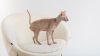 Cornish Rex Kedisi Özellikleri, Bakımı ve Karakteri