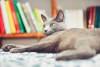 En Önemli Özellikleri Tüy Dökmemek Olan 10 Kedi Cinsi