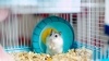 Hamster Kafesi Nasıl Olmalı?
