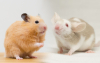 Hamster Fare mi? Hamster ve Fare Arasındaki Farklar Nelerdir?