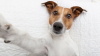 Jack Russell Cinsi Köpekler ile İlgili Eğlenceli Gerçekler
