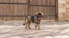 Kars Çoban Köpeği Özellikleri, Bakımı ve Karakteri