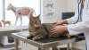 Kedi Anatomisi ve Organları: Vücut Yapısı, Sağlık Belirtileri ve Hastalıklarla İlişkisi
