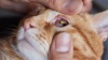 Kedi Gözü Sulanması: Nedenleri ve Etkili Tedavi Yöntemleri