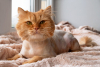 Kedi Nasıl Tıraş Edilir Sorusunun 5 Cevabı