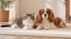Kedi ve Köpek Aynı Ödül Mamasını Yiyebilir mi? Ortak Kullanıma Uygun Ürünler Nasıl Anlaşılır?