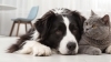 Kedi ve Köpek Mamalarında Polifenoller Nedir? Etiketteki Bu Bileşen Nasıl Yorumlanmalı?