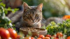 Kediler Salatalık Yer mi?