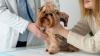 Köpeklerde En Çok Görülen 12 Hastalık ve Tedavisi