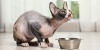 Sphynx Kedi Maması Seçimi İpuçları