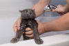 Su ile Oynamayı Seven Kedi Irkları