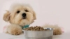 Tahılsız Köpek Mamaları Nedir? Bilmeniz Gerekenler