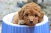 Toy Poodle'ınıza Uygun Mama Seçimi İpuçları