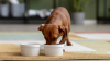 Yavru Köpek Ne Yer? Nasıl Beslenir? Beslenme Tablosu ve İpuçları