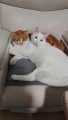 Yorum fotoğrafı
