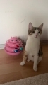 Yorum fotoğrafı