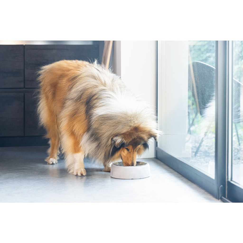 Beeztees Dbl Çelik Köpek Mama Su Kabı 700ml