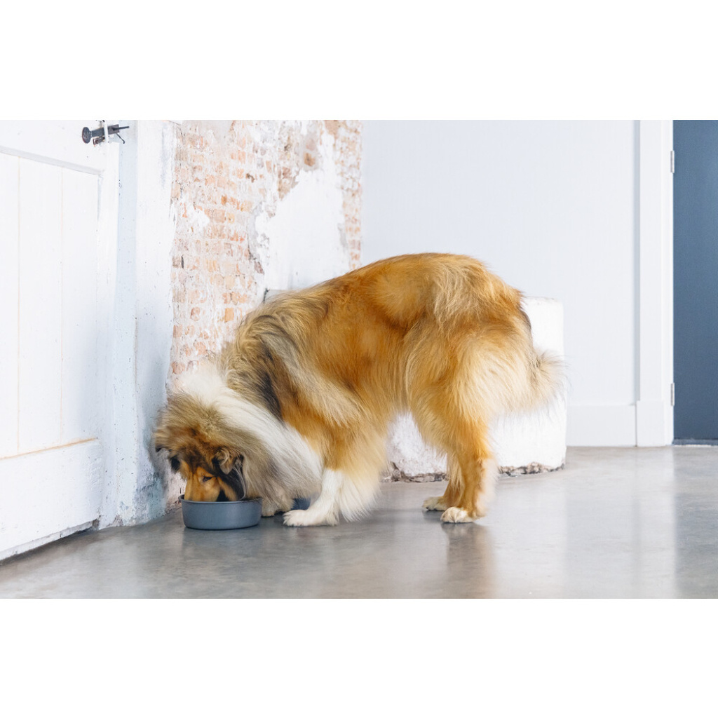 Beeztees Dbl Feribo Paslanmaz Çelik Köpek Mama Su Kabı 1,9lt (Siyah)