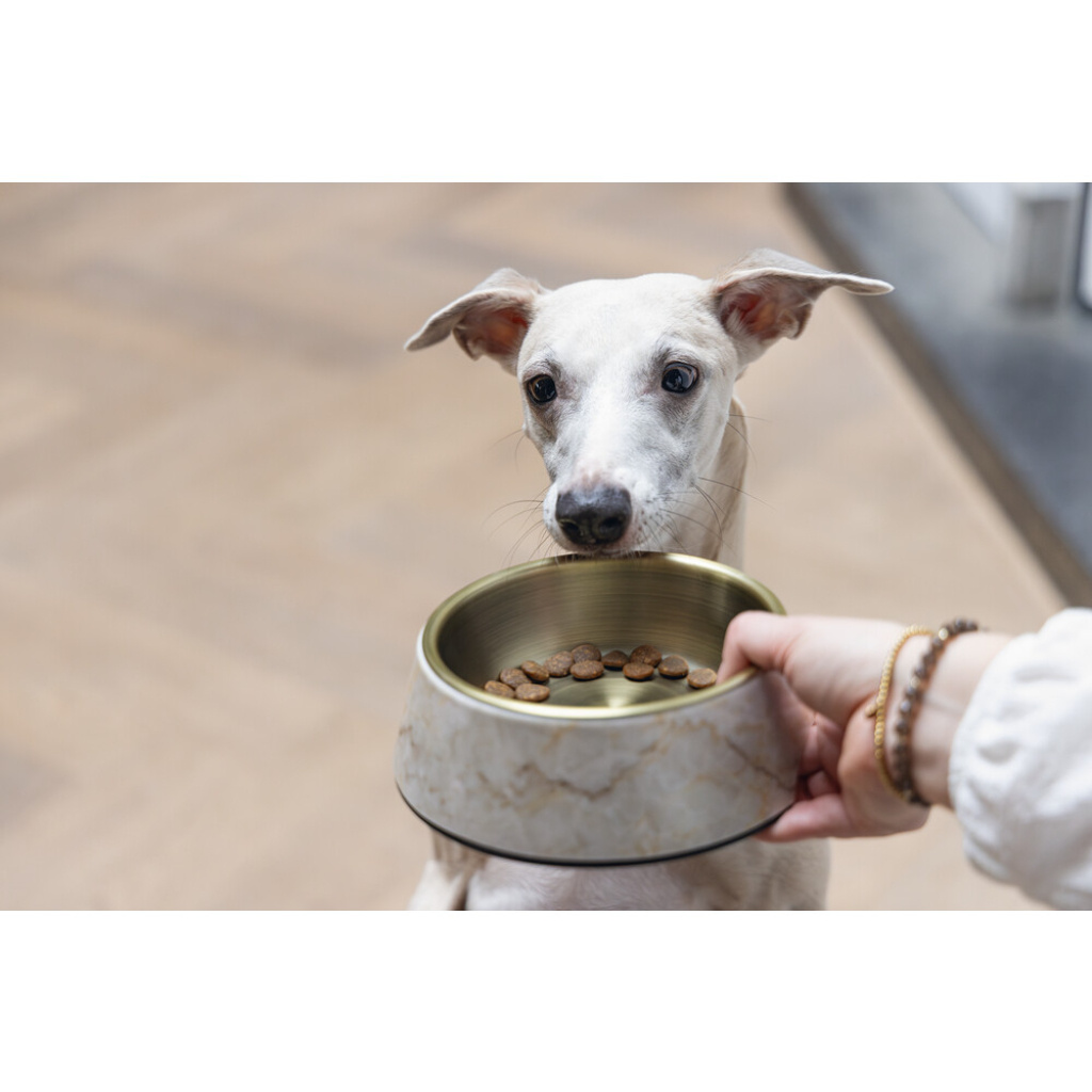 Beeztees Dbl Meis Paslanmaz Çelik Köpek Mama Su Kabı 350ml (Sarı)