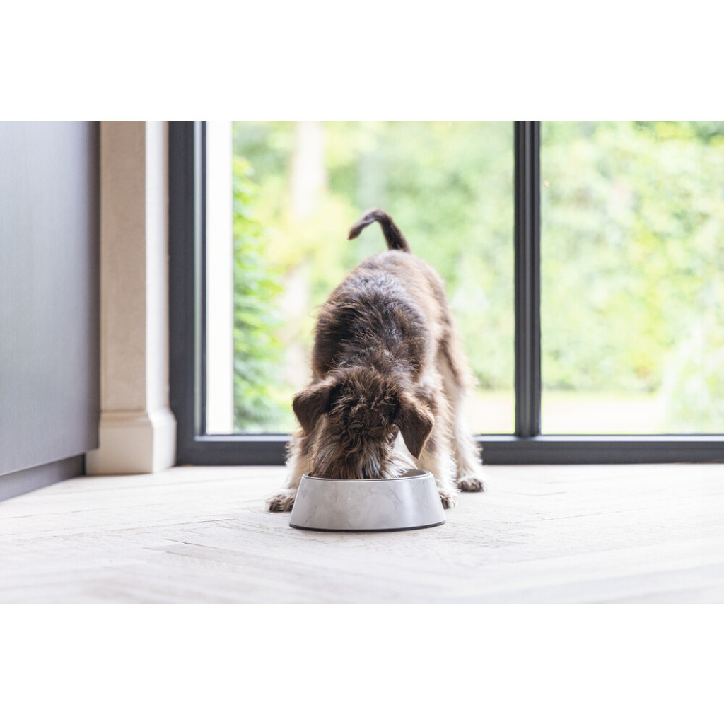 Beeztees Dbl Meis Paslanmaz Çelik Köpek Mama Su Kabı 160ml (Beyaz)