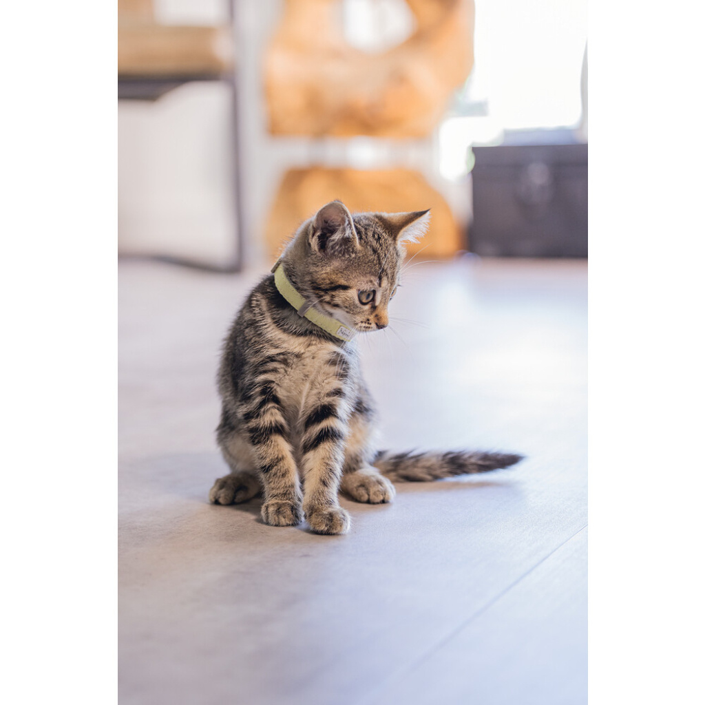 Beeztees Yavru Kedi Boyun Tasması 18-23cm (Sarı)