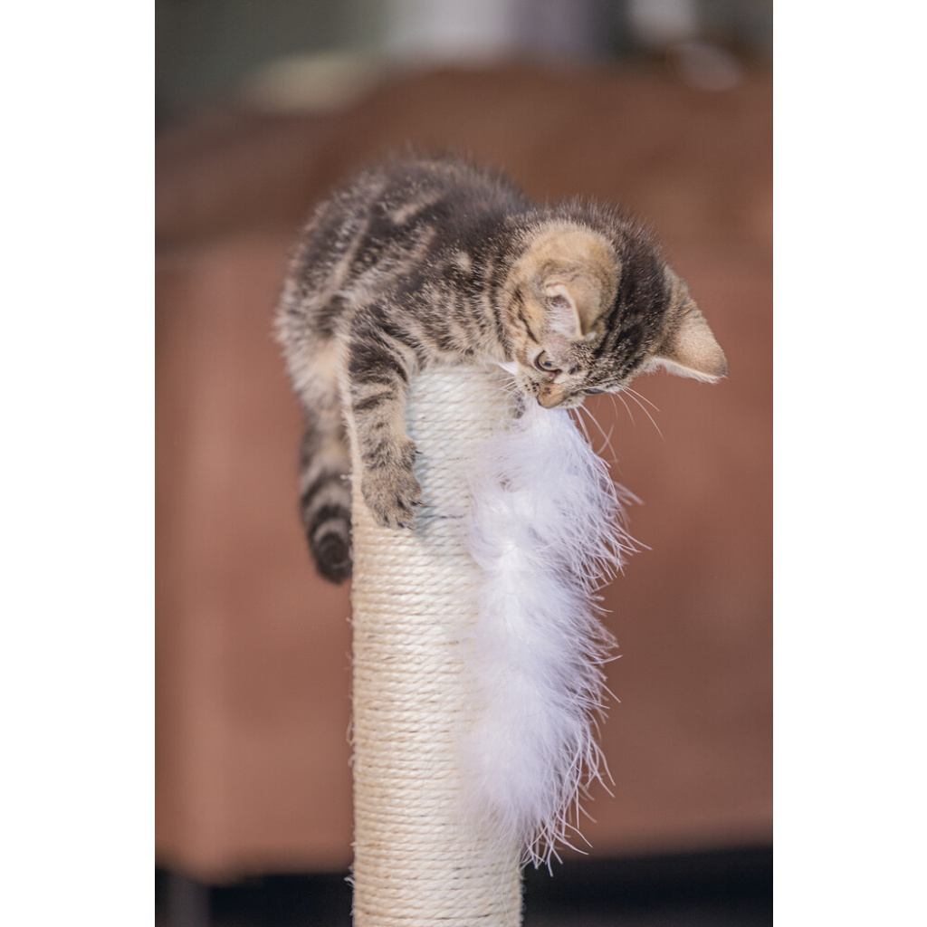 Beeztees Kedi Tırmalama Tahtası ve Oyuncağı 35x35x53cm (Gri)