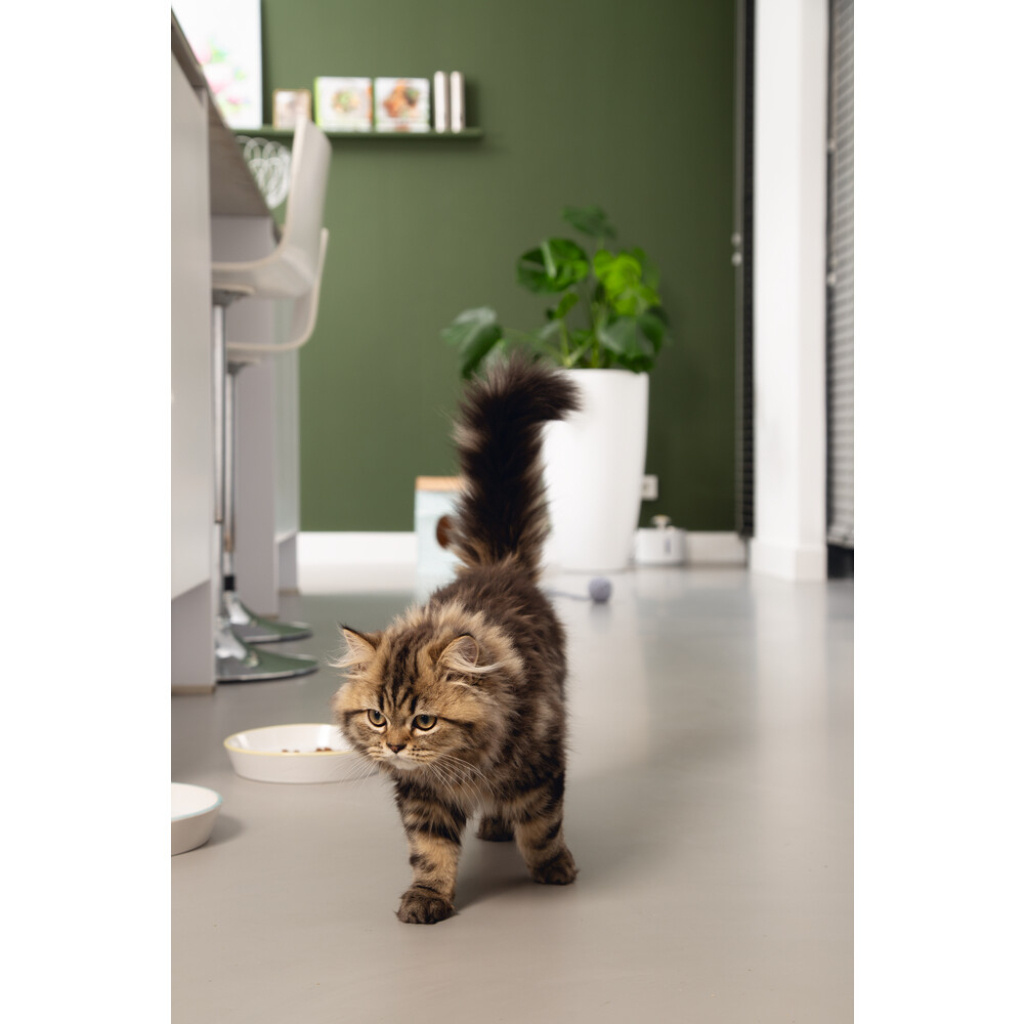 Beeztees Seramik Yavru Kedi Mama ve Su Kabı 17,5x3,5cm (Gri-Sarı)