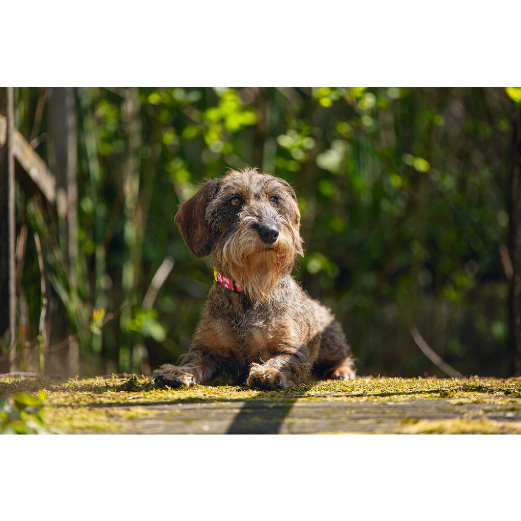 Beeztees Heart Köpek Boyun Tasması 20-30cm (Pembe)