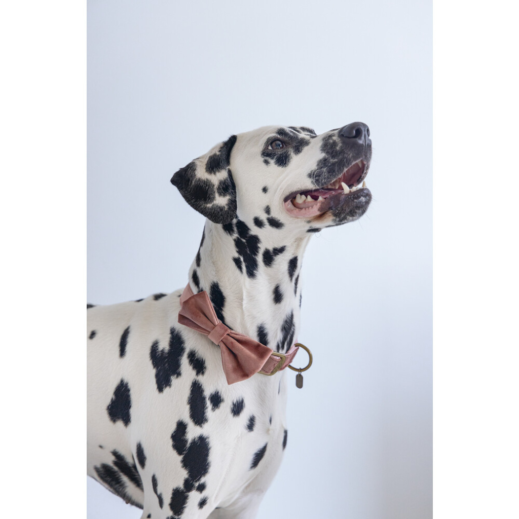 Beeztees Dbl Kadife Köpek Papyonu 12cm (Pembe)