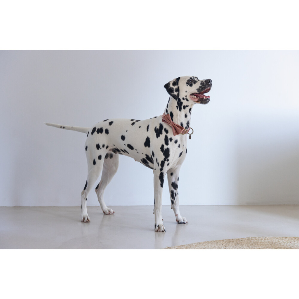 Beeztees Dbl Kadife Köpek Papyonu 12cm (Pembe)