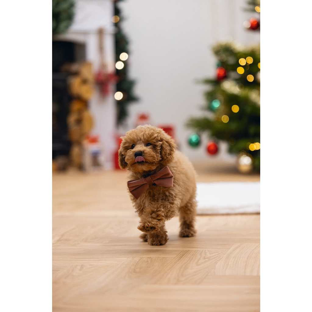 Beeztees Dbl Kadife Köpek Papyonu 9cm (Pembe)